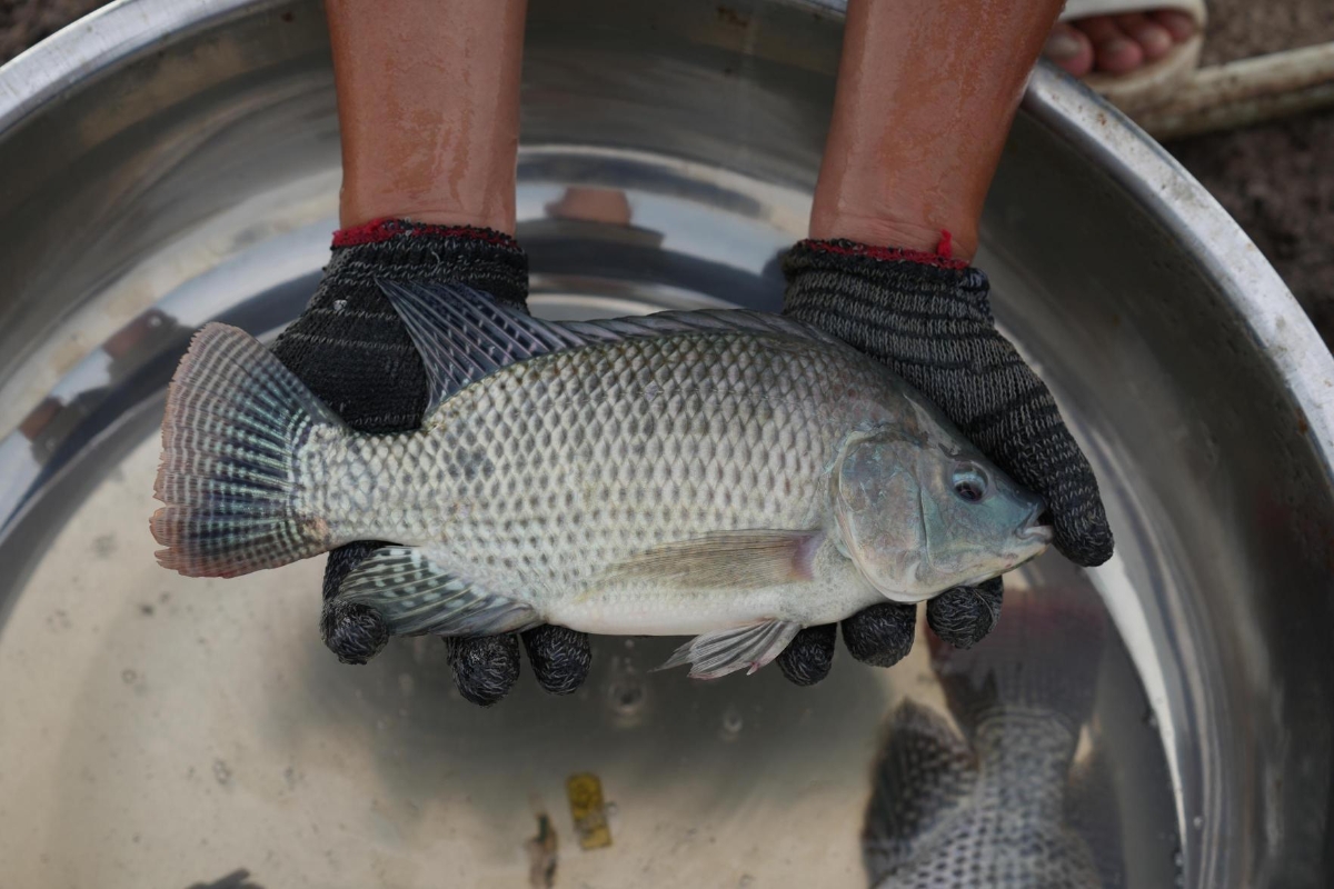 Thủy sản thương phẩm của GREENFEED.