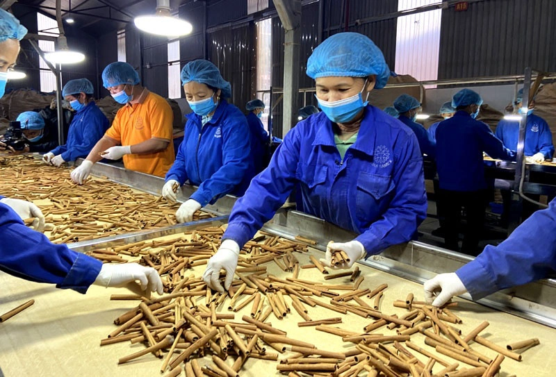 Sản phẩm quế, hồi Việt Nam được ưa chuộng tại Thổ Nhĩ Kỳ.