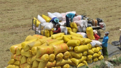 Vietnam exports 7 million tons of rice in 9M