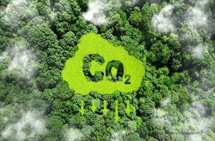 Các hộ gia đình, doanh nghiệp lâm nghiệp của nhà nước hay doanh nghiệp tư nhân sẽ có thể tham gia cùng và hưởng lợi từ doanh thu bán tín chỉ carbon trong dự án về rừng.