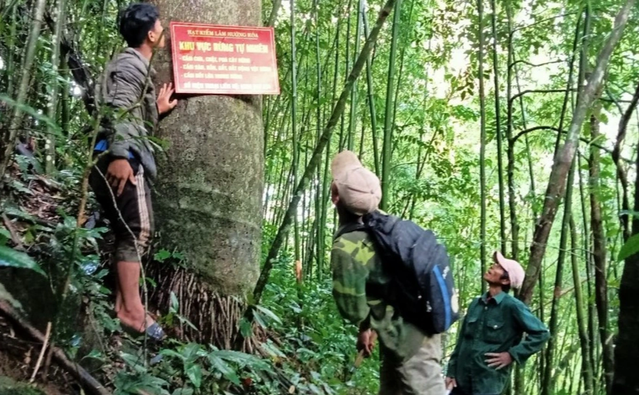Người dân tham gia bảo vệ,  phát triển rừng (Ảnh: Nhật Anh).