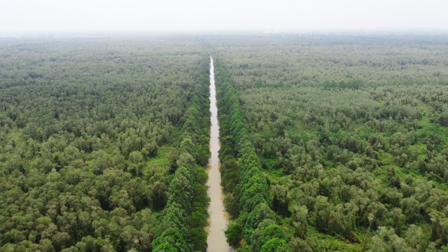 Cùng với trồng lúa phát thải thấp, rừng mà một trong những hướng đi triển vọng cho kinh tế carbon.
