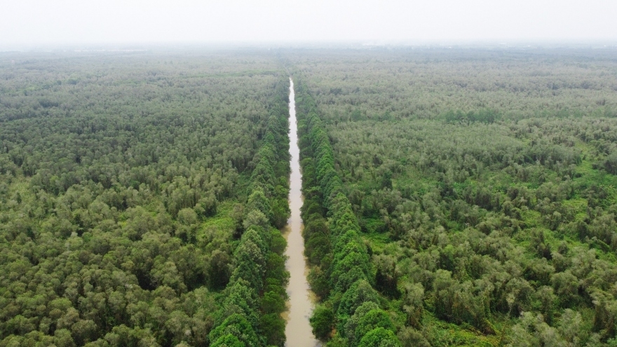 Cùng với trồng lúa phát thải thấp, rừng mà một trong những hướng đi triển vọng cho kinh tế carbon.