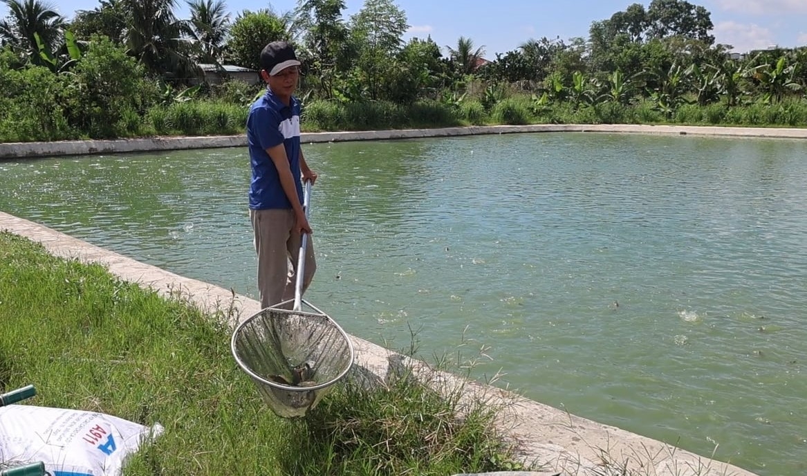 Với giá bán ổn định, mỗi năm anh Bằng thu về hàng trăm triệu đồng từ việc nuôi cá rô đầu vuông.