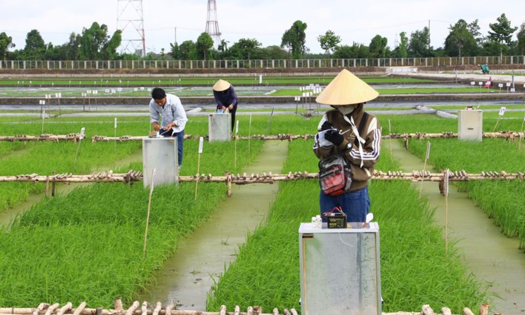 Ngành nông nghiệp có thể tạo ra khoảng 57 triệu tín chỉ mỗi năm nếu tận dụng tối đa các giải pháp canh tác carbon thấp.