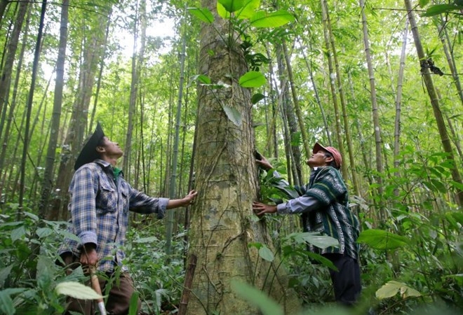 Phát triển thị trường carbon rừng không chỉ mang lại lợi ích kinh tế thông qua mua bán tín chỉ mà còn tạo động lực cho quản lý rừng bền vững, gắn bảo tồn thiên nhiên với sinh kế người dân.