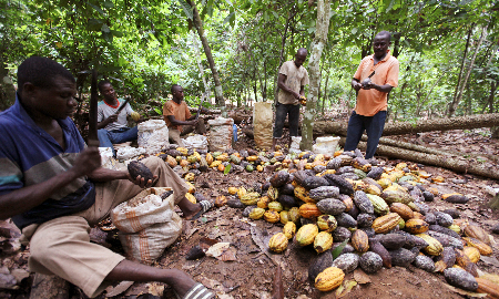 Giá cacao thế giới giảm chóng mặt
