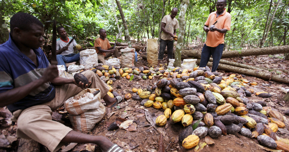 Giá cacao thế giới giảm chóng mặt