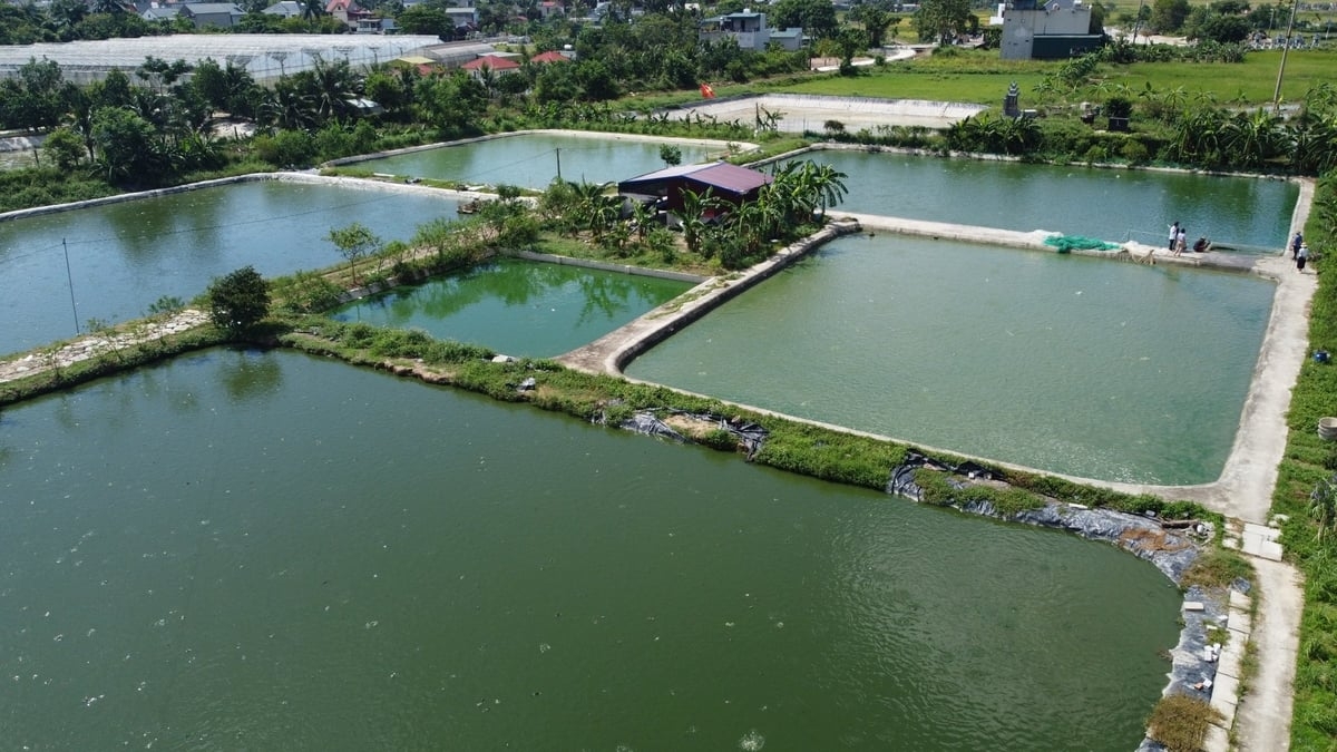 Những ao cá rô đầu vuông xanh mướt trải dài tại trang trại của gia đình anh Bằng