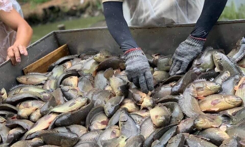 Nông dân “đổi đời” khi nuôi cá rô đầu vuông thương phẩm