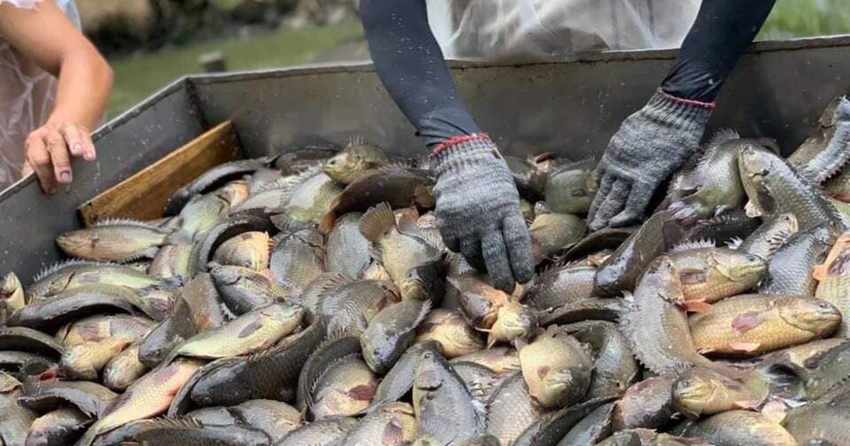 Nông dân “đổi đời” khi nuôi cá rô đầu vuông thương phẩm