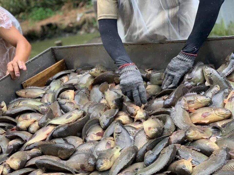 Cá rô đầu vuông được nuôi trong môi trường nước sạch, quản lý chặt chẽ từ nguồn giống đến thức ăn nên tỷ lệ sống đạt cao.