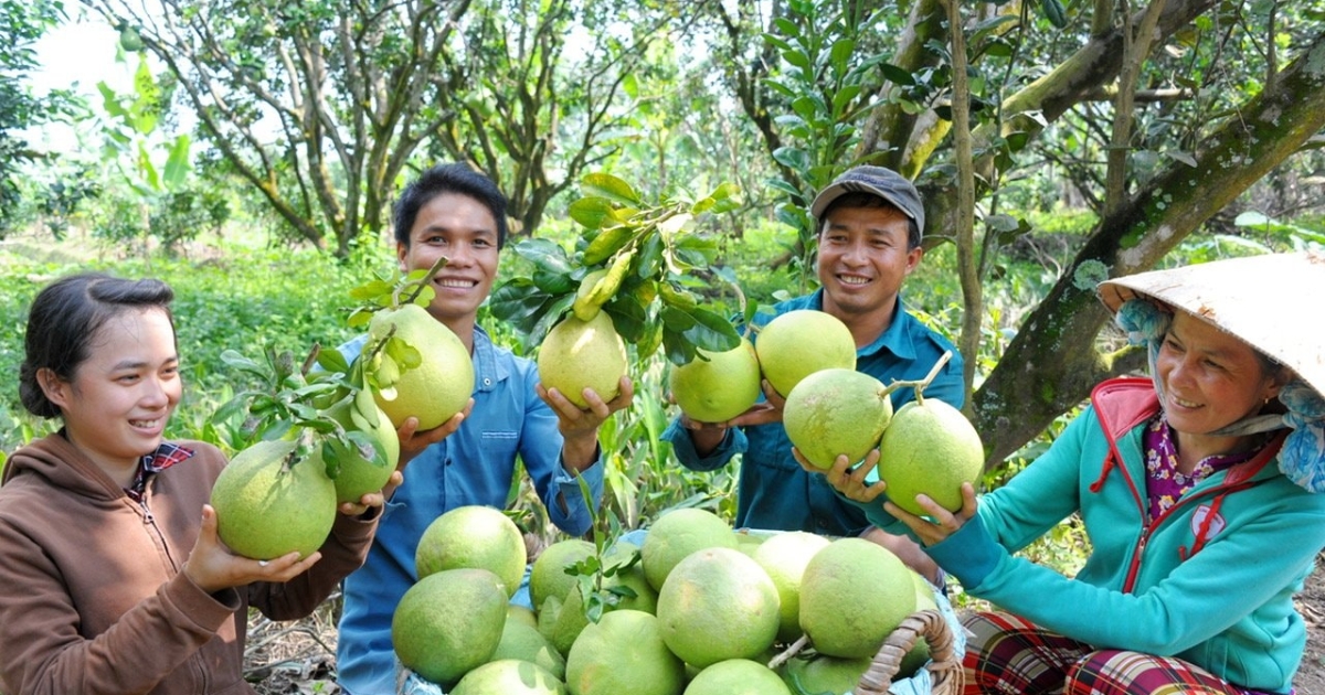 Trái bưởi Việt Nam chính thức chinh phục thị trường Australia