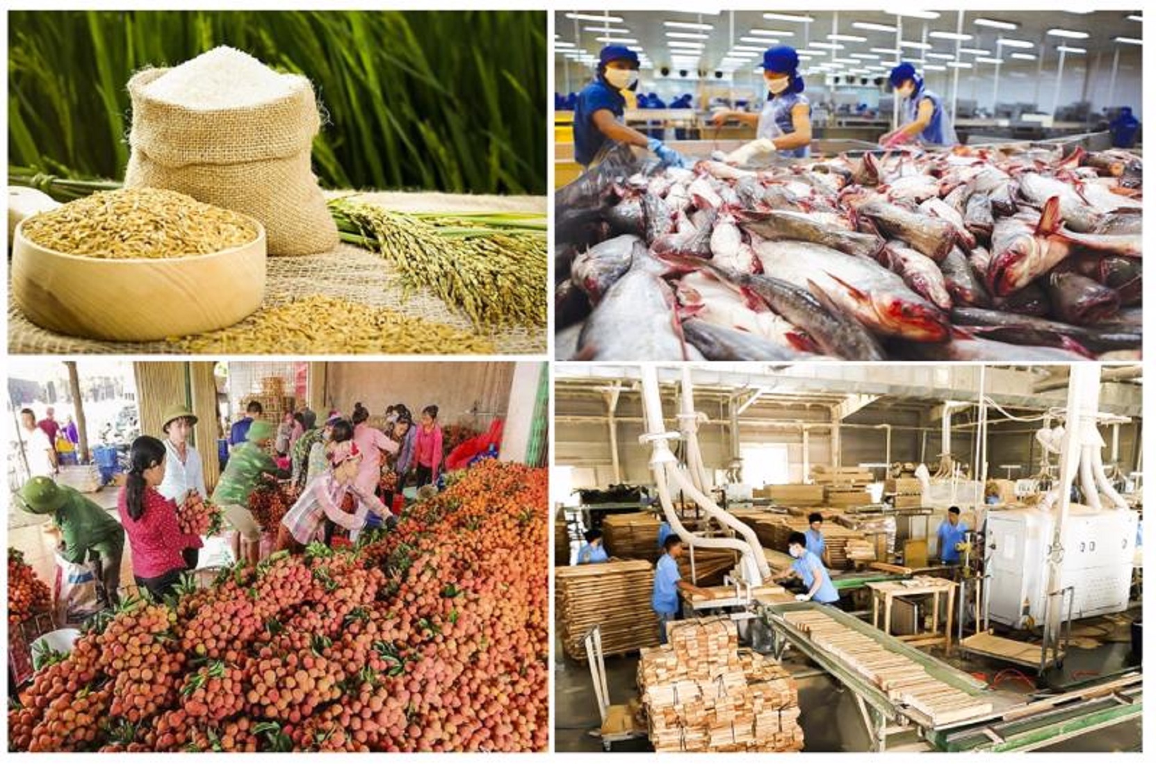 Nông lâm thuỷ sản là những ngành hàng mang tính chiến lược trong xuất khẩu và đảm bảo sinh kế cho hàng chục triệu nông dân.
