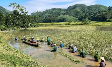 Tuyên Quang: Hơn 10.600 ha cây trồng bị ảnh hưởng hoàn lưu bão số 10