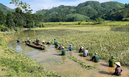Tuyên Quang: Hơn 10.600 ha cây trồng bị ảnh hưởng hoàn lưu bão số 10