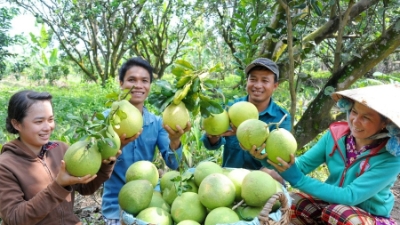 Vietnamese pomelos officially exported to Australia