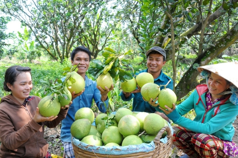 Vietnamese pomelos officially exported to Australia