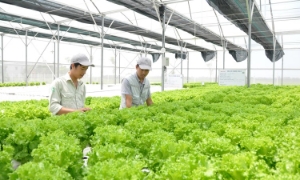 Gợi ý các giải pháp phát triển đô thị xanh, giảm phát thải, hướng mục tiêu Net Zero
