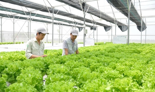 TP.Hồ Chí Minh đẩy nhanh đề án khu nông nghiệp công nghệ cao Củ Chi