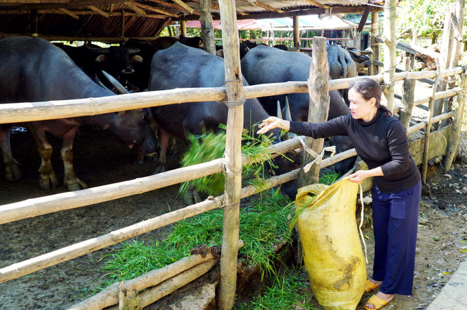 Mô hình chăn nuôi trâu sinh sản giúp bà Đinh Thị Ngọc Lan, thôn Gò Gạo, xã Sơn Hạ thoát nghèo.