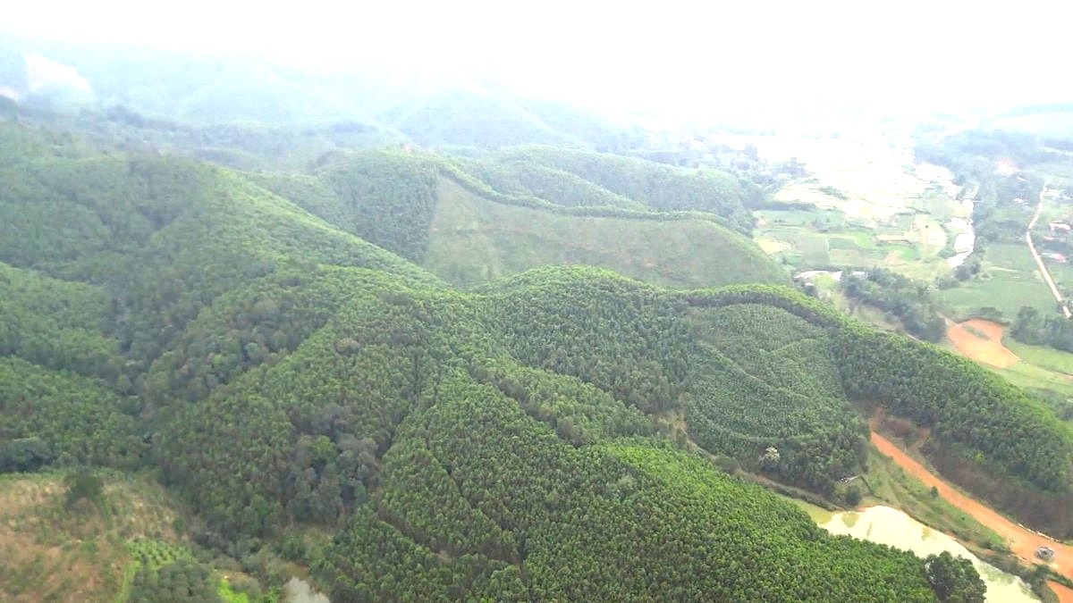 Hà Tĩnh phấn đấu tới năm 2030 có khoảng 37.000 ha rừng được cấp chứng chỉ quản lý rừng bền vững.