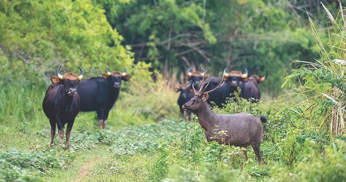 Các nghiên cứu đã ghi nhận Vườn quốc gia Cát Tiên có 113 loài thú, thuộc 38 họ và 12 bộ, trong đó, có 43 loài thú đang bị đe dọa tuyệt chủng trong nước và trên toàn cầu, với 38 loài có tên trong Sách Đỏ Việt Nam.