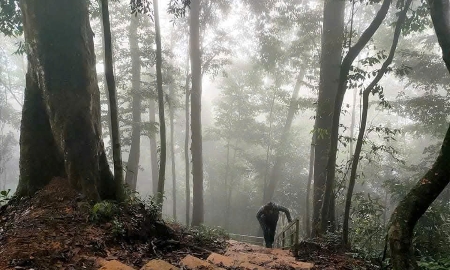 Du khách trekking thăm cây samu- di sản nghìn năm tuổi.