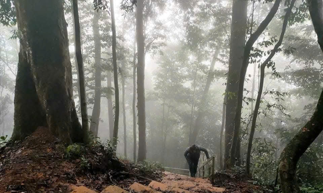 Du khách trekking thăm cây samu- di sản nghìn năm tuổi.