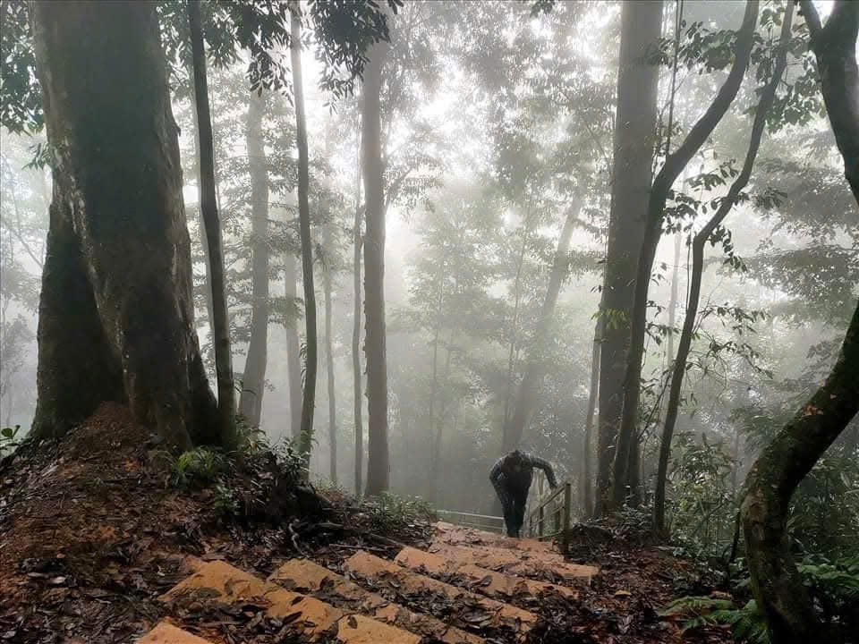 Du khách trekking thăm cây samu- di sản nghìn năm tuổi.