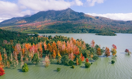 Rừng lá Phong Hương ở Khe Sanh.