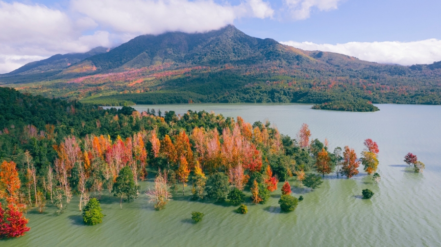 Rừng lá Phong Hương ở Khe Sanh.