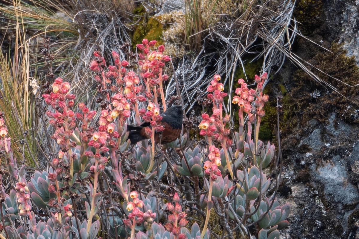 Những loài chim đặc biệt ở độ cao trên 4.000m thuộc dãy núi Andes ở Merida, Venezuela. Ảnh:&nbsp;Nguyễn Hoài Bảo