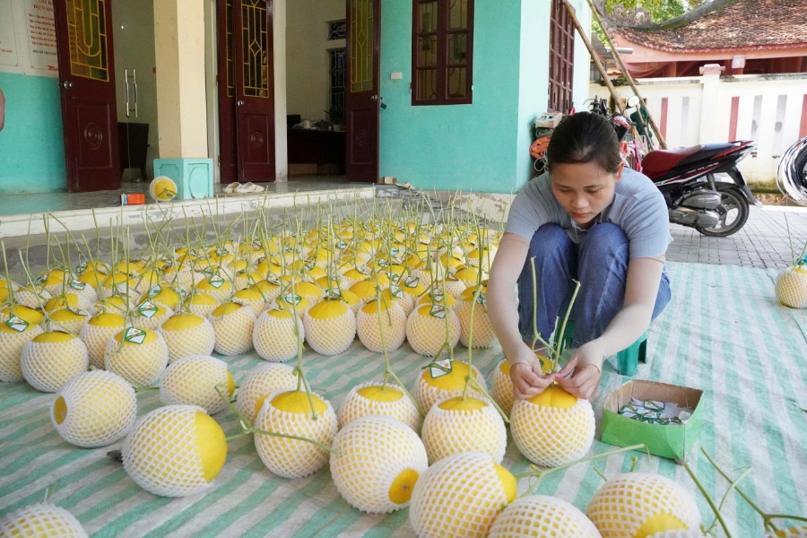 Sản phẩm dưa lưới VietGAP Thiệu Hưng được tiêu thụ tại nhiều tỉnh, thành phố lớn trong cả nước.