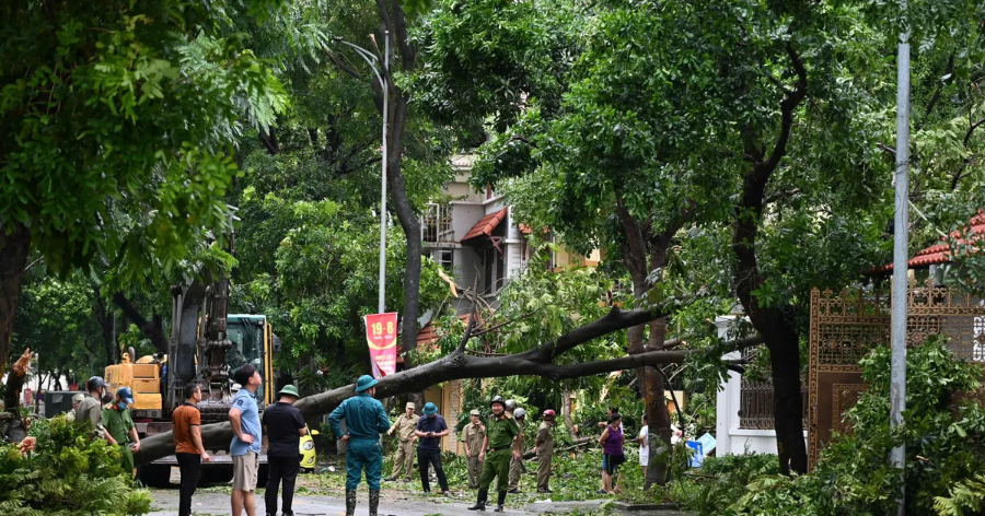 Đơn vị thực hiện dịch vụ về quản lý cây xanh, người gây thiệt hại không phải chịu trách nhiệm bồi thường thiệt hại trong trường hợp cây bị gãy, đổ do sự kiện bất khả kháng.