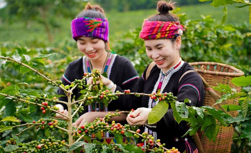Du khách trong bộ trang phục người Vân Kiều trải nghiệm hái cà phê. Ảnh: Lân Homi.