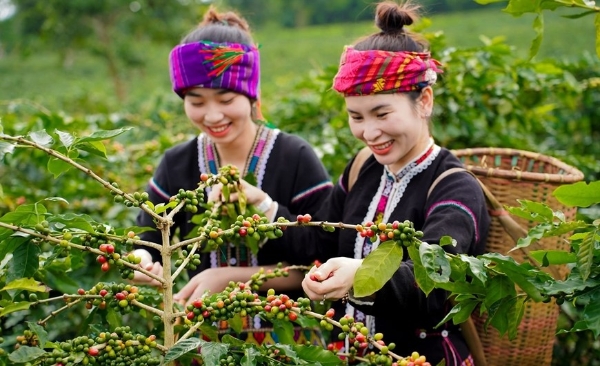  Du khách trong bộ trang phục người Vân Kiều trải nghiệm hái cà phê. Ảnh: Lân Homi.
