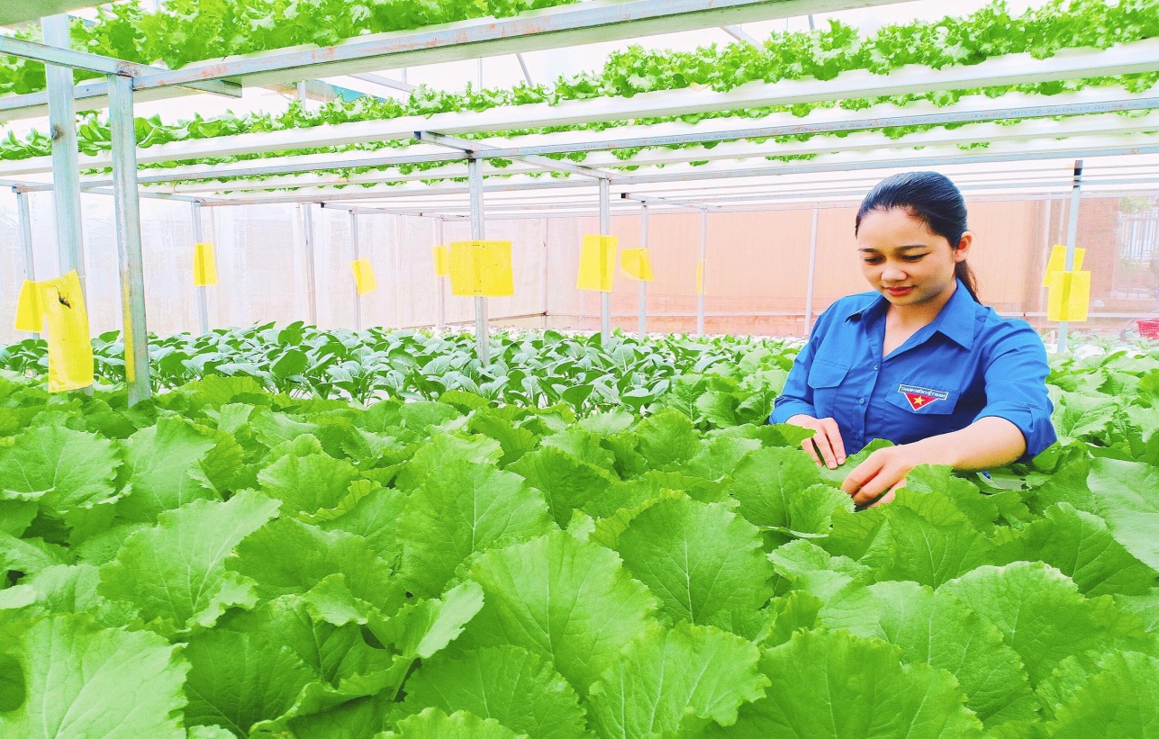 Nhiều thanh niên đã làm chủ mô hình nông nghiệp sạch.