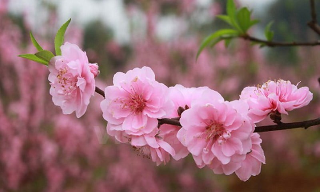 Thủ tướng đồng ý phương án nghỉ Tết 9 ngày 