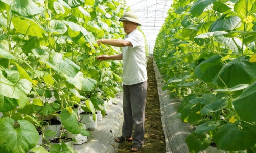 Bí quyết giúp một tác xã nông nghiệp thu hơn 10 tỷ đồng mỗi năm 