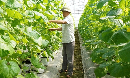 Những giàn dưa lưới xanh mướt trong hệ thống nhà màng của Hợp tác xã Thiệu Hưng, xã Thiệu Hóa.