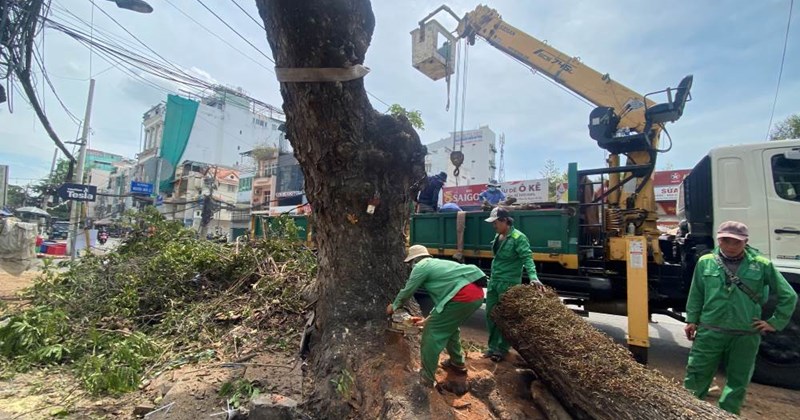 Quy định các điều kiện chặt hạ cây xanh.