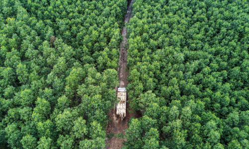 Gia tăng lượng carbon hấp thụ từ rừng trồng để tham gia thị trường carbon