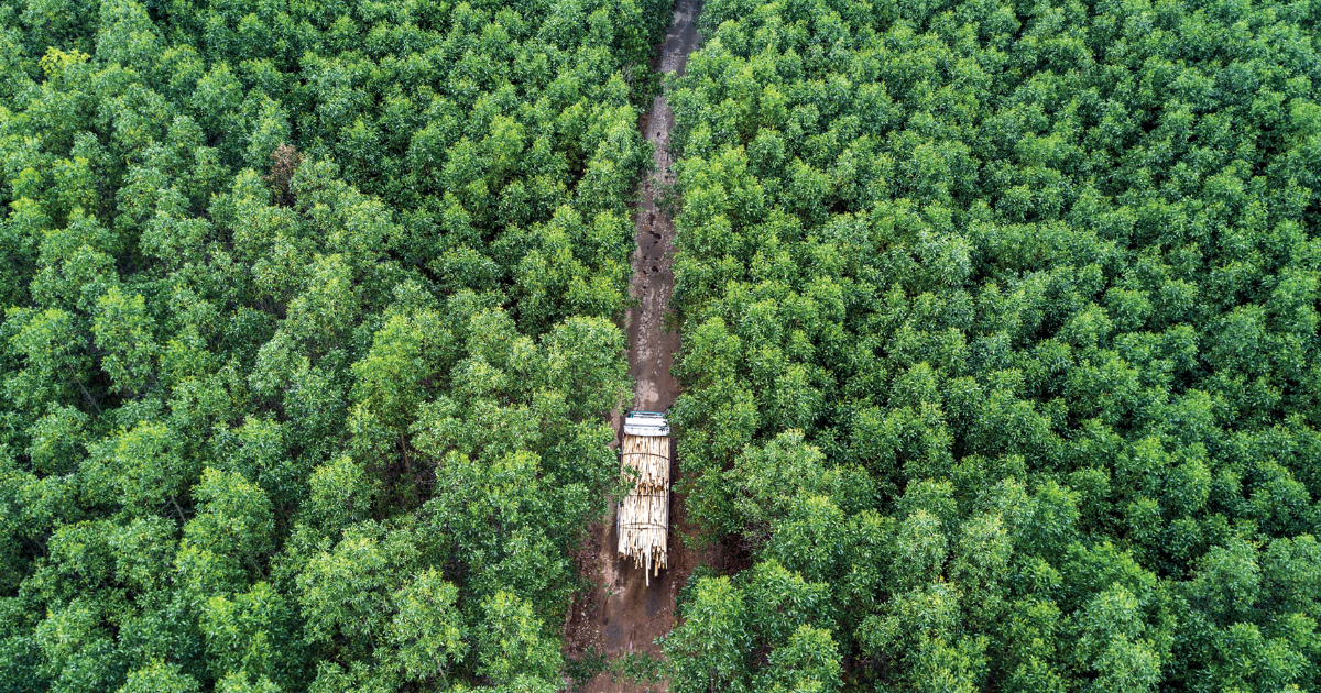 Gia tăng hấp thụ carbon từ rừng trồng tại Việt Nam - VnEconomy