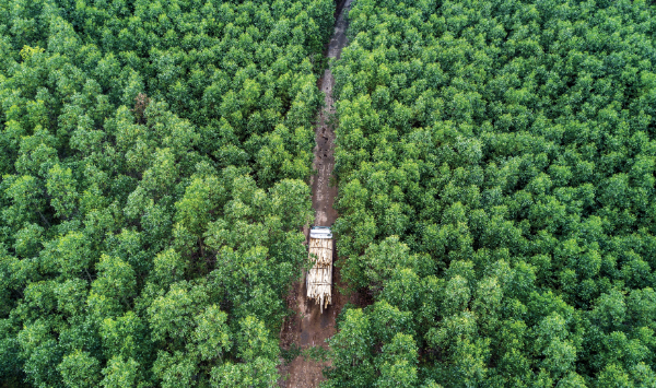 Việt Nam đang đứng trước cơ hội lớn trong việc gia tăng lượng carbon hấp thụ từ rừng trồng, góp phần vào mục tiêu Net Zero vào năm 2050. 