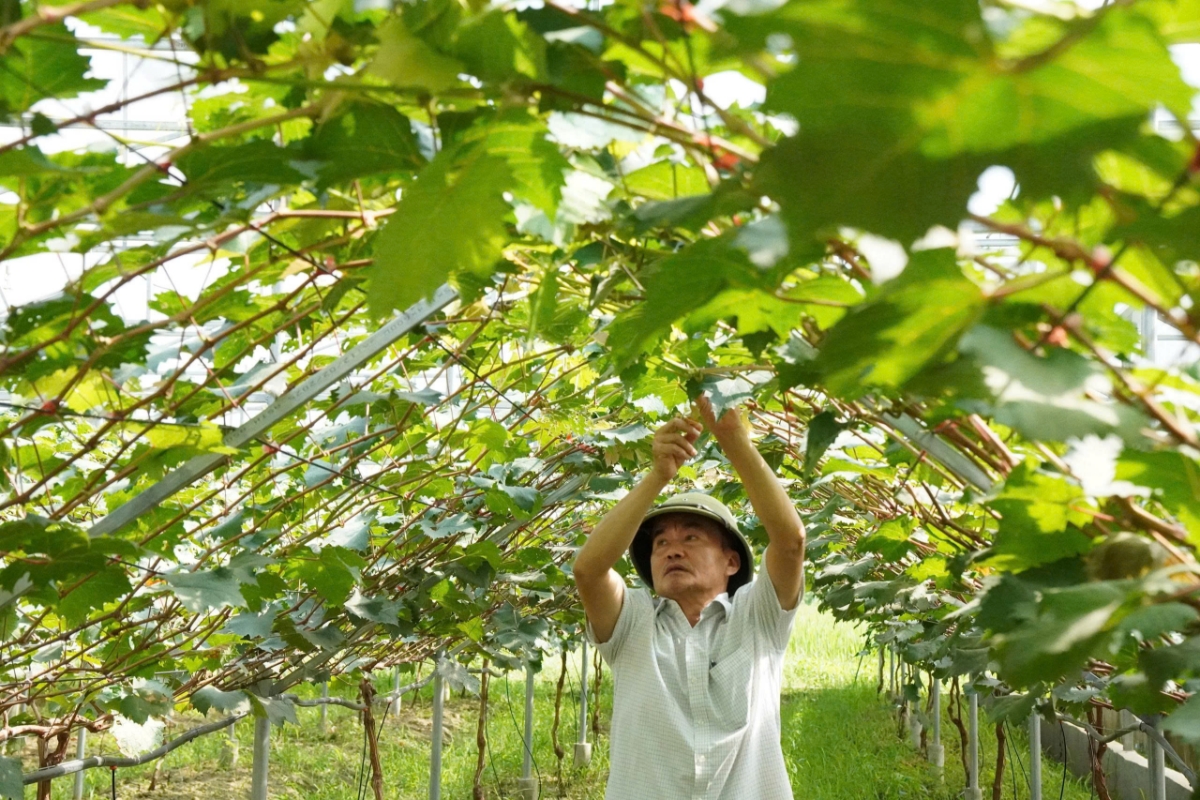 Ngoài dưa vàng, hợp tác xã Thiệu Hưng đang thử nghiệm 160 gốc nho sữa, dự kiến cho vụ thu hoạch đầu tiên trong năm tới, hứa hẹn mở ra thêm hướng đi mới trong nông nghiệp công nghệ cao.