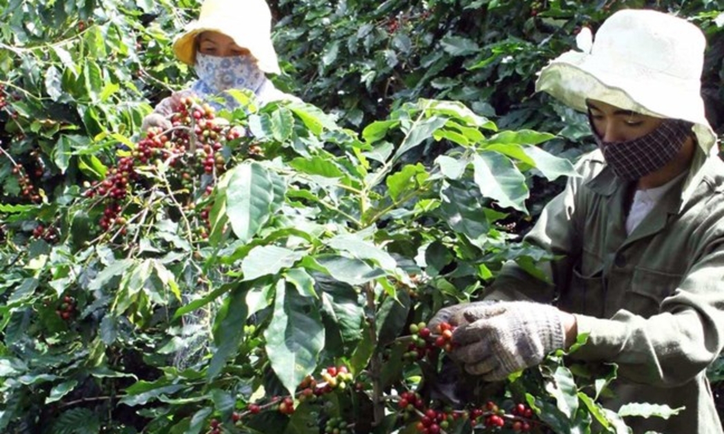 Cuộc sống của người dân xã Hướng Hóa (Quảng Trị) đã được cải thiện nhờ trồng cây cà phê chất lượng cao.