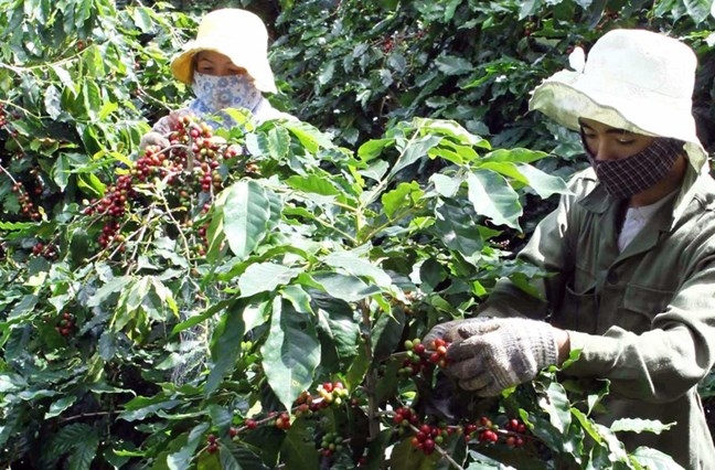 Cuộc sống của người dân xã Hướng Hóa (Quảng Trị) đã được cải thiện nhờ trồng cây cà phê chất lượng cao.