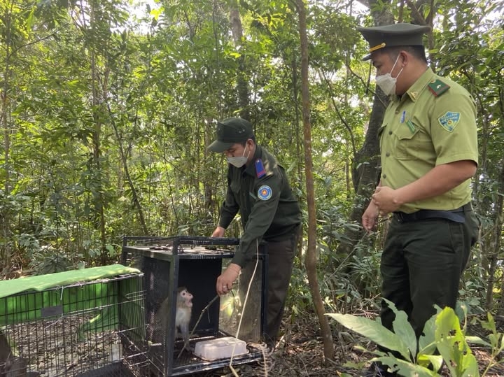 Lực lượng chức năng thả động vật hoang dã về với tự nhiên. 