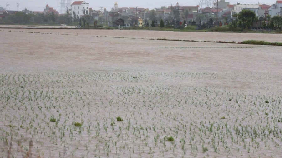 Trong nông nghiệp, bão số 10 khiến hơn 3.150ha lúa mùa tại Ninh Bình bị ngập úng, nghiêng đổ